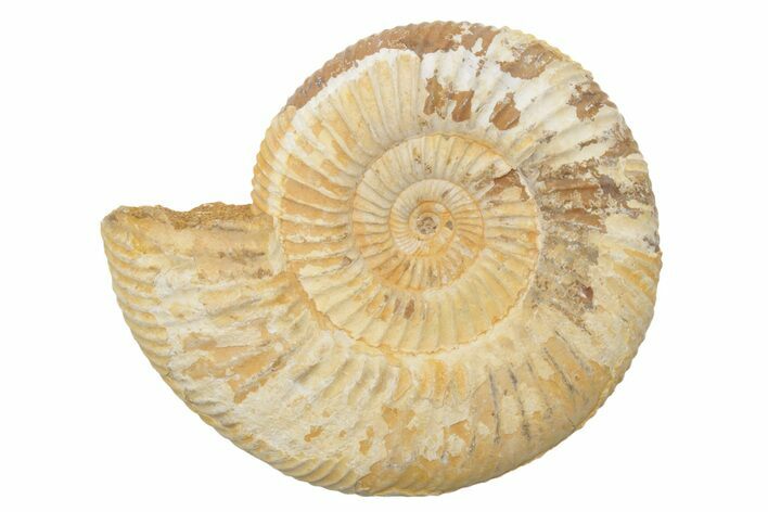 Jurassic Ammonite (Perisphinctes) Fossil - Madagascar #218837
